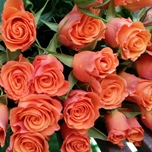 Orange Star Roses Branchues d'Equateur Ethiflora